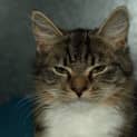 Photo of Tuppence