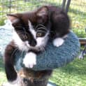 Photo of Kitten Rhani