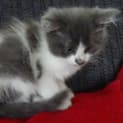 Photo of Sooty Kitten Kapers Rescue