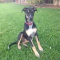 Photo of Lola Adoption In Progress