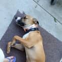 Photo of Bella