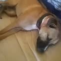Photo of Bella