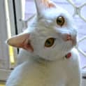 Photo of Angel