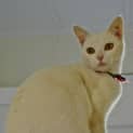 Photo of Angel