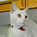 Photo of Angel