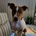Photo of Odie *On Trial In His New Home*