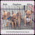 Photo of Bob Adoption In Progress