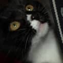 Photo of Kitten Raffi