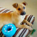 Photo of Cain Adoption In Process