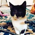 Photo of Athena