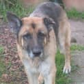 Photo of Jessie On Hold Pending Adoption