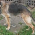 Photo of Jessie On Hold Pending Adoption