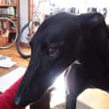 Photo of Tilly
