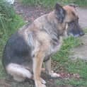 Photo of Jessie On Hold Pending Adoption