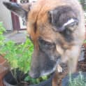 Photo of Jessie On Hold Pending Adoption