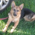 Photo of Dakoda Is On Trial In Her New Home
