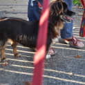Photo of Bruno 