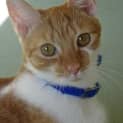 Photo of Freya    Kitten Kapers Rescue