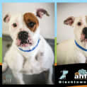Photo of Tyson ~ #1502379