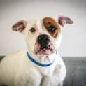 Photo of Tyson ~ #1502379