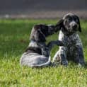 Photo of Gsp Puppies