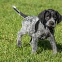 Photo of Gsp Puppies