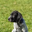 Photo of Gsp Puppies