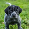 Photo of Gsp Puppies