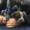 Photo of Gsp Puppies