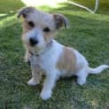 Photo of Daisy *On Trial In Her New Home*