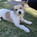 Photo of Daisy *On Trial In Her New Home*
