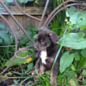 Photo of Ruby