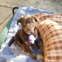 Photo of Ruby