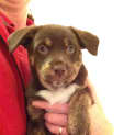 Photo of Ruby