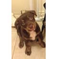 Photo of Ruby
