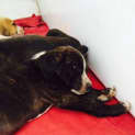 Photo of Louie