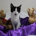 Photo of Lovebug Katie Is Looking For A Home