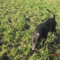 Photo of Lenny (Adoption Pending)