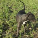 Photo of Lenny (Adoption Pending)