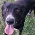 Photo of Shadow (At Rspca Big Adopt Day Sept 19 Brisbane)