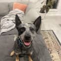 Photo of Rusty