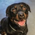 Photo of Kujo ~ #1502629