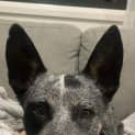 Photo of Rusty