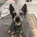 Photo of Rusty
