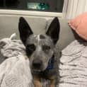 Photo of Rusty