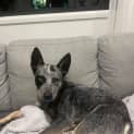 Photo of Rusty