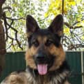 Photo of Max On Trial In His New Home