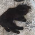 Photo of Scruffy