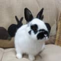 Photo of Buddy