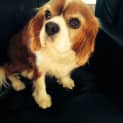 Photo of Riley